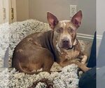 Small American Pit Bull Terrier Mix