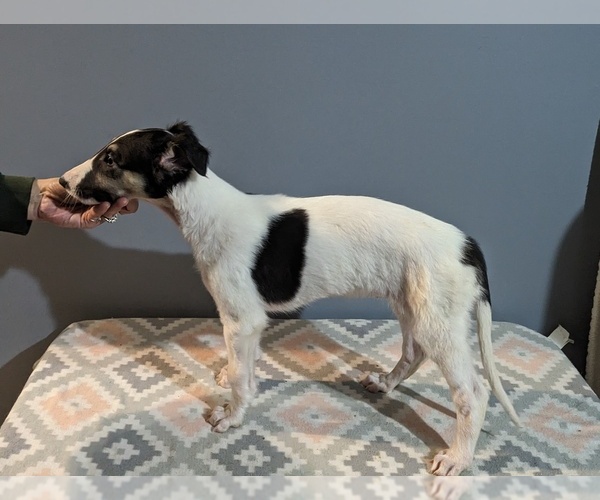Medium Photo #1 Borzoi Puppy For Sale in FULTON, NY, USA