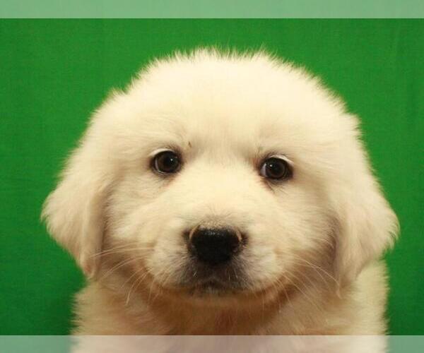 Medium Photo #11 Great Pyrenees Puppy For Sale in SHAWNEE, OK, USA