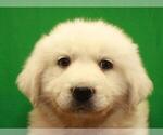 Small Photo #11 Great Pyrenees Puppy For Sale in SHAWNEE, OK, USA
