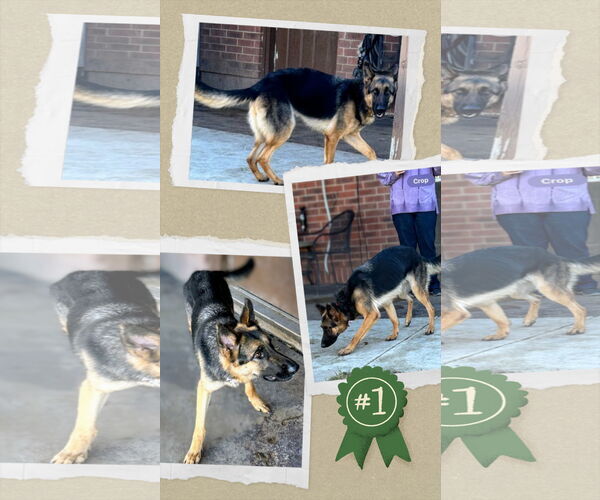 Medium Photo #8 German Shepherd Dog Puppy For Sale in columbia, SC, USA