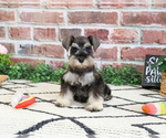 Small Photo #6 Schnauzer (Miniature) Puppy For Sale in SYRACUSE, IN, USA