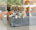 Small Photo #16 Pomeranian Puppy For Sale in ODIN, IL, USA