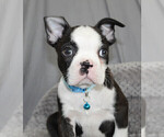 Small #1 Boston Terrier