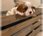 Small Photo #4 Cavalier King Charles Spaniel Puppy For Sale in TAYLOR, MI, USA