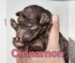 Puppy Cinnamon Poodle (Miniature)