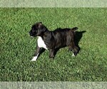 Small Photo #12 Boxer Puppy For Sale in CHILHOWEE, MO, USA