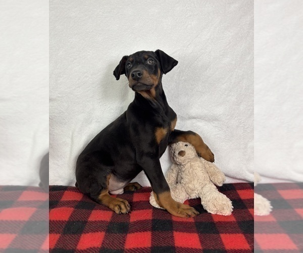 Medium Photo #4 Doberman Pinscher Puppy For Sale in GREENFIELD, IN, USA
