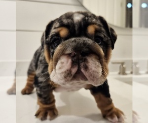 English Bulldog Puppy for Sale in SAINT CHARLES, Illinois USA