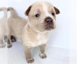 Small Mutt