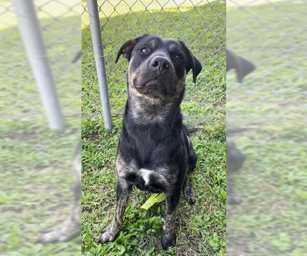 Medium Photo #2 Black Mouth Cur-Labrador Retriever Mix Puppy For Sale in Rosenberg, TX, USA