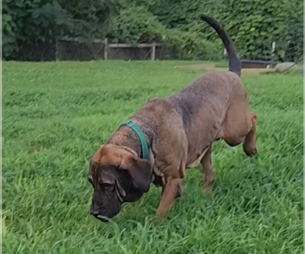 Medium Photo #6 Brazilian Mastiff Puppy For Sale in Jasper, AL, USA