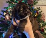 Small Photo #7 Cocker Spaniel Puppy For Sale in NEWARK, OH, USA