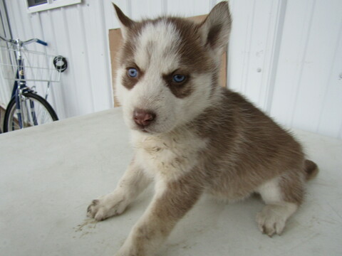 Medium Photo #7 Siberian Husky Puppy For Sale in HUDSON, MI, USA