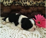 Small Photo #1 Cavalier King Charles Spaniel Puppy For Sale in CLARE, MI, USA