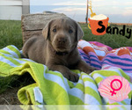 Puppy Sandy Labrador Retriever