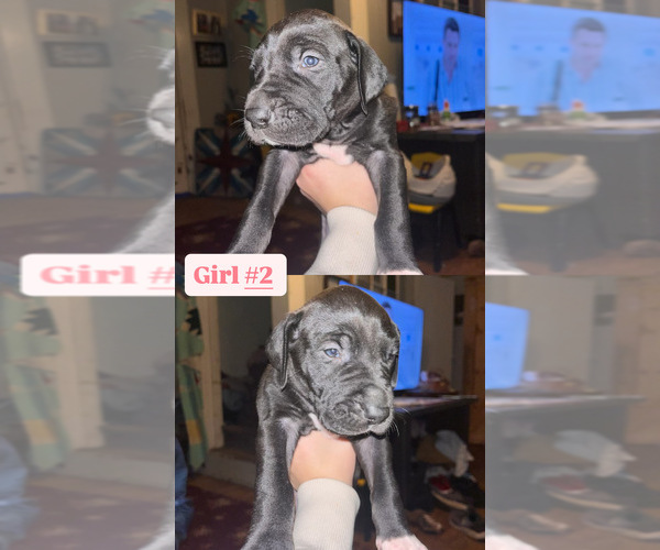 Medium Photo #1 Great Dane Puppy For Sale in GLADYS, VA, USA