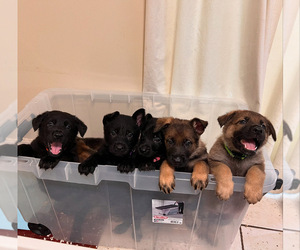 German Shepherd Dog Puppy for sale in PLAISTOW, NH, USA