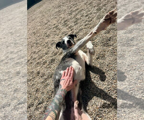 Medium Photo #16 Catahoula Leopard Dog-Pointer Mix Puppy For Sale in Salt Lake City, UT, USA