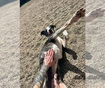 Small #15 Catahoula Leopard Dog-Pointer Mix