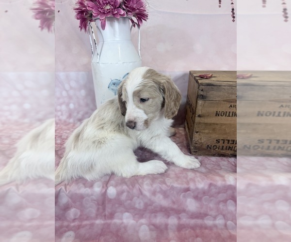 Medium Photo #56 Aussie-Poo-Goldendoodle Mix Puppy For Sale in COMMERCE, MI, USA