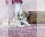 Small Photo #56 Aussie-Poo-Goldendoodle Mix Puppy For Sale in COMMERCE, MI, USA