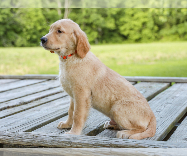 Medium Photo #2 Golden Retriever Puppy For Sale in LIBERTY, KY, USA