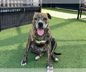 Mutt Dogs for adoption in Orange, CA, USA