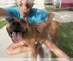Small #1 Black Mouth Cur Mix