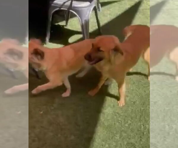 Medium Photo #7 Cockapoo (Miniature) Puppy For Sale in Escondido, CA, USA