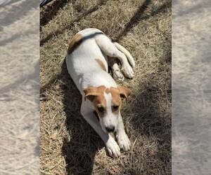Aussie Pyrenees Dogs for adoption in Plano, TX, USA