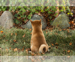 Small #8 Shiba Inu