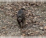 Small #2 Pug Mix
