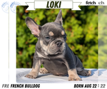 Puppy 1 French Bulldog