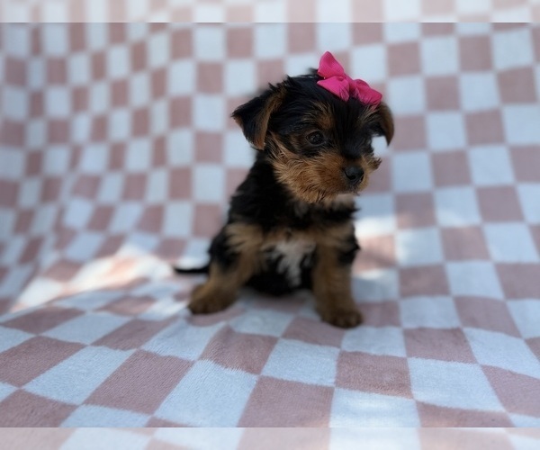 Medium Photo #6 Yorkshire Terrier Puppy For Sale in LAKELAND, FL, USA