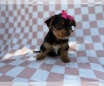 Small #5 Yorkshire Terrier