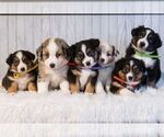 Small #4 Miniature Australian Shepherd