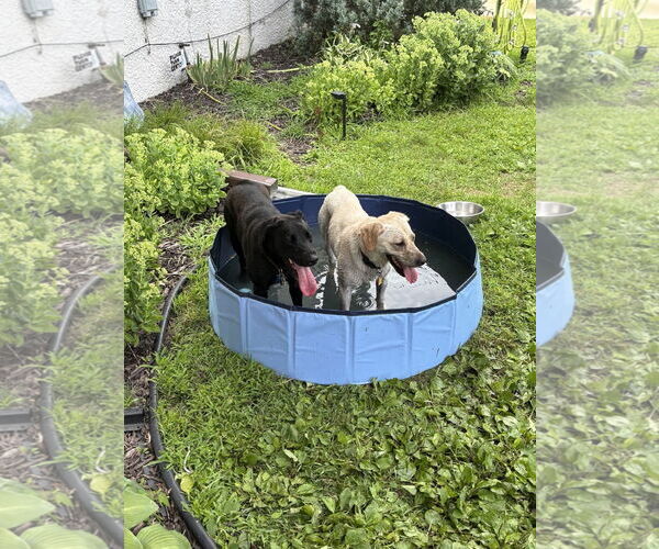 Medium Photo #3 Labbe Puppy For Sale in Minneapolis, MN, USA