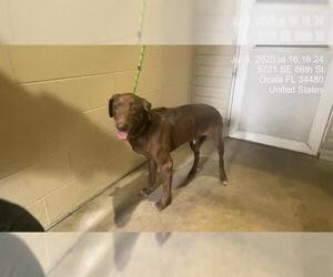 Labrador Retriever Dogs for adoption in Ocala, FL, USA