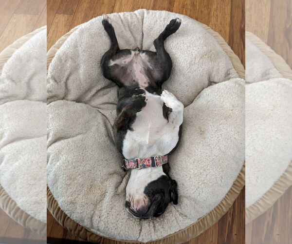 Medium Photo #3 French Bulldog Puppy For Sale in Huntington Beach, CA, USA