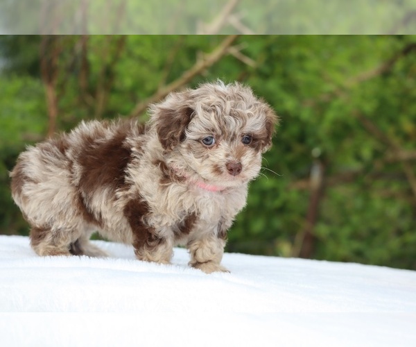 Medium Photo #1 ShihPoo Puppy For Sale in DYERSBURG, TN, USA