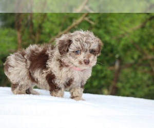 ShihPoo Puppy for sale in DYERSBURG, TN, USA