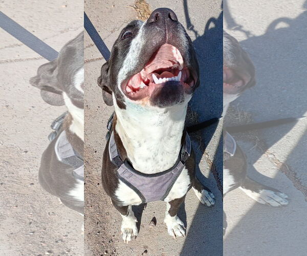 Medium Photo #16 Mutt Puppy For Sale in Monte Vista, CO, USA