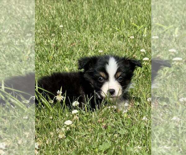 Medium Photo #6 Miniature Australian Shepherd Puppy For Sale in KEOTA, IA, USA
