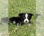 Puppy Obsidian Miniature Australian Shepherd