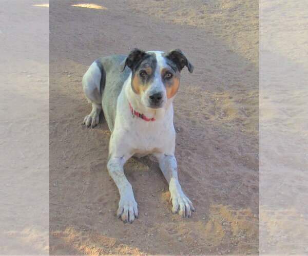 Medium Photo #4 Catahoula Leopard Dog Puppy For Sale in Apple Valley, CA, USA