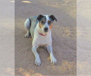 Bronson- ** - Male Catahoula Leopard Dog Dog for Adoption - Photo #4