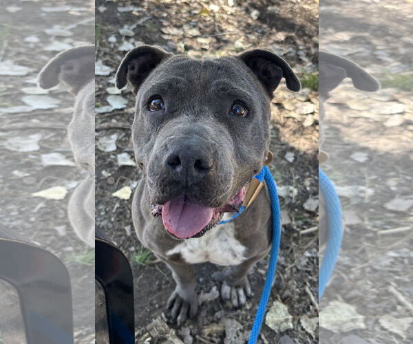 Medium Photo #1 American Pit Bull Terrier-Unknown Mix Puppy For Sale in Las Vegas, NM, USA