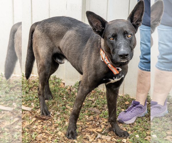 Medium Photo #2 Mutt Puppy For Sale in Decatur, GA, USA