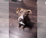 Small #16 Weimaraner Mix
